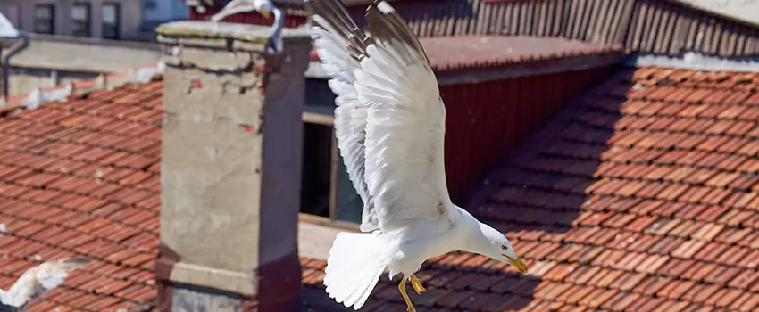 Residential Chimney Animal Removal Solution in Waterville, ME