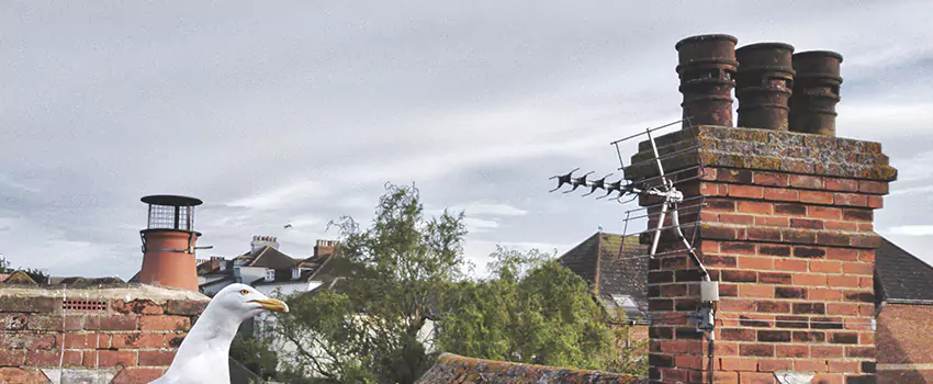 Chimney Cleaning And Restoration in Waterville, Maine